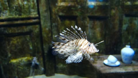 Footage Of A Lion Fish In The Aquarium