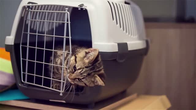 Cat closing itself in to transporter box