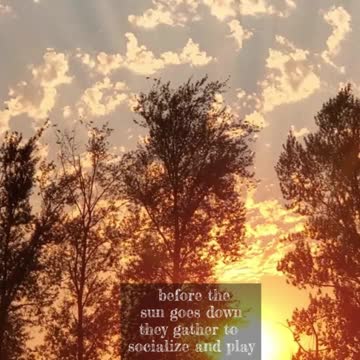 Staging Chilliwack Crows