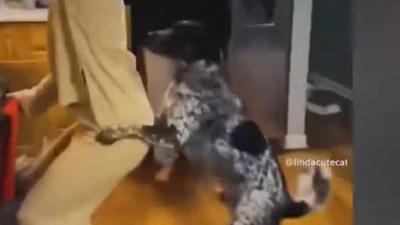 Funniest Cats and Dogs Videos #4