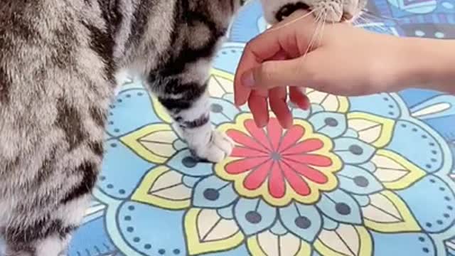 #Funniest Cat - Best #Funny Video