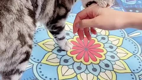 #Funniest Cat - Best #Funny Video