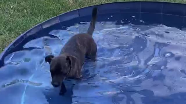 Dog pool fun!