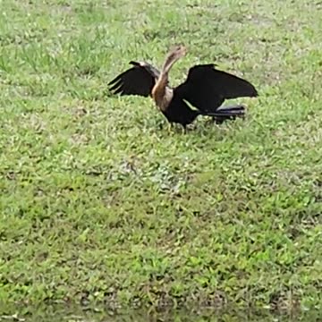 Anhinga 1
