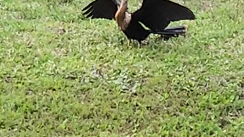 Anhinga 1