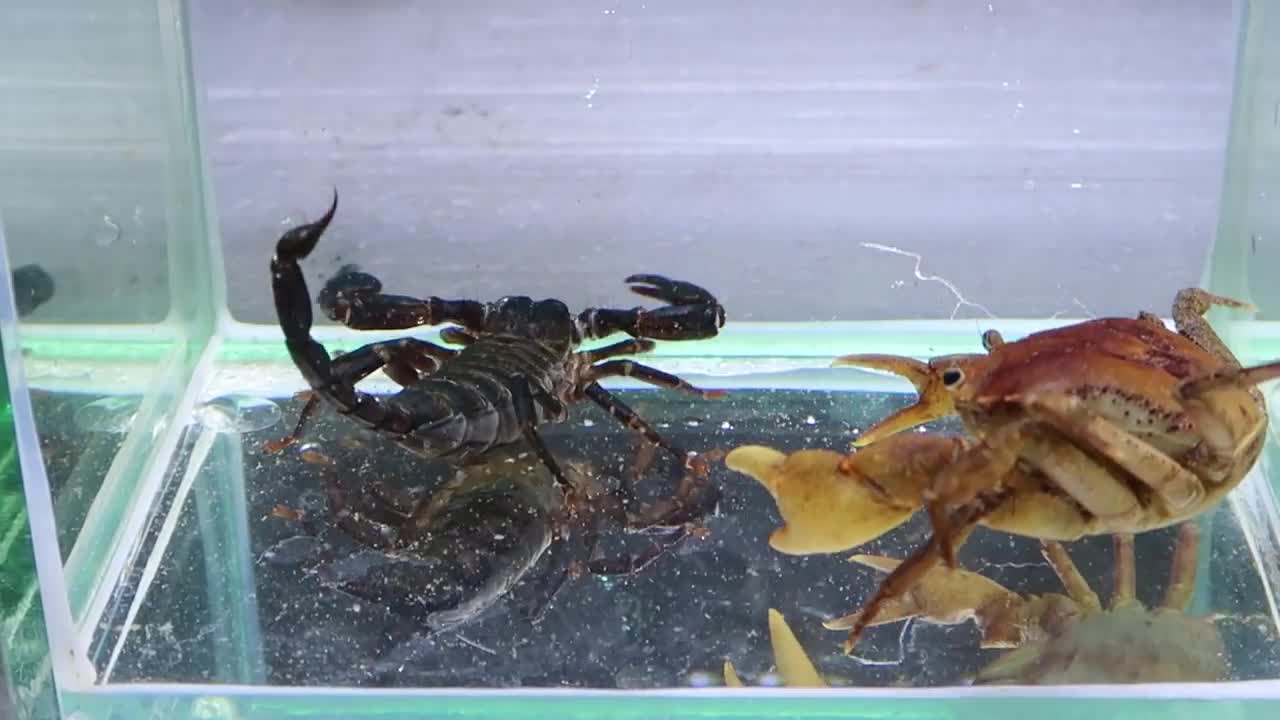 Crab vs Scorpion Underwater - Caranguejo vs Escorpião-4