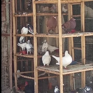 Birds 🐦 and pegion