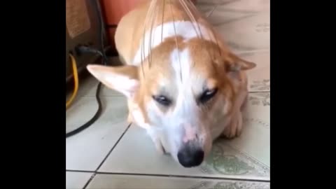 dog kicks