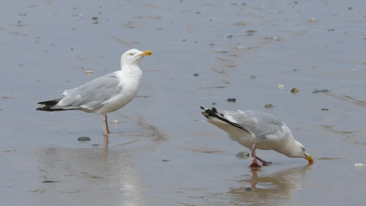 Seagulls Gull Sea Nature Bird Animal Seabird