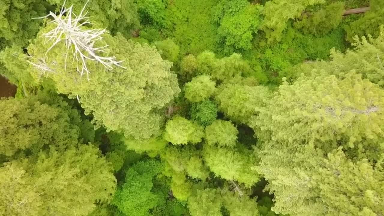 Top 5 BIGGEST Trees on Earth