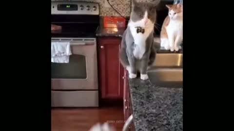 Funny cat video