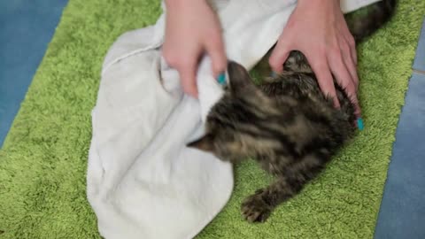 Drying of young cat on floor green carpet with towel