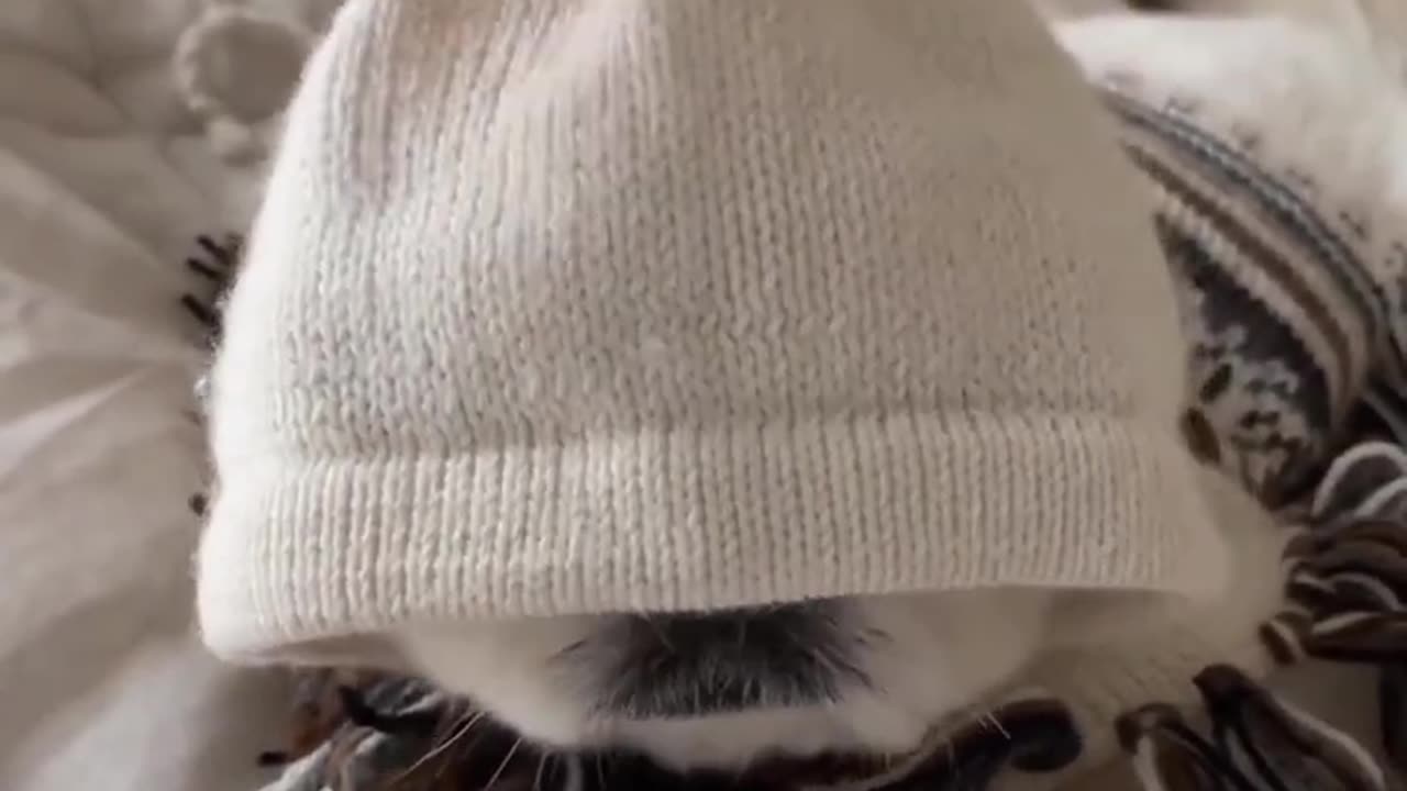 Funny Dog Puppies 😂 These Funny 🐱 Dog Videos #shorts video #viral #shorts