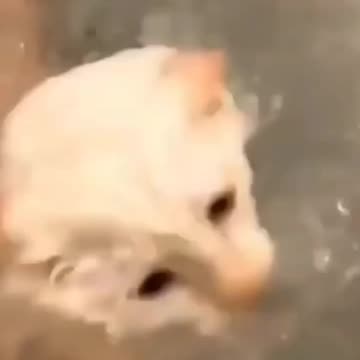 Funny pet video 1