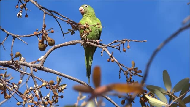 Wonderful bird!