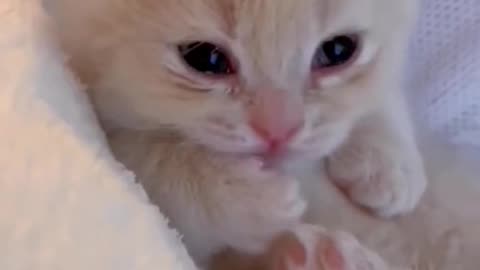 video of beautiful cats