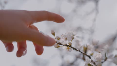 Amazing flowers