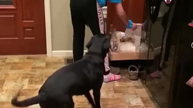 This Dog Is Really Excited To Eat😂