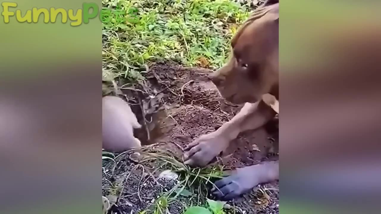 Funniest animal videos 2023