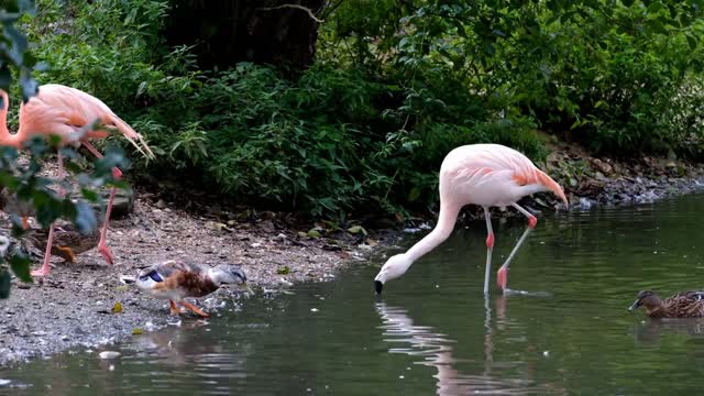 The beautiful Flamingos And The Ducks Are So Lively