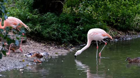 The beautiful Flamingos And The Ducks Are So Lively