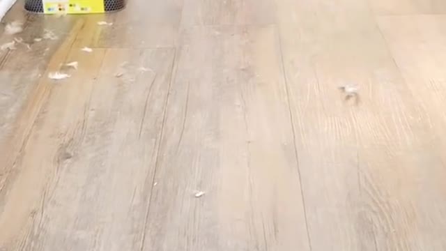 Elderly Pug at the groomer- Our Pets 🐶