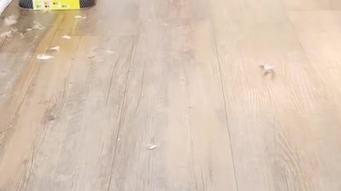 Elderly Pug at the groomer- Our Pets 🐶