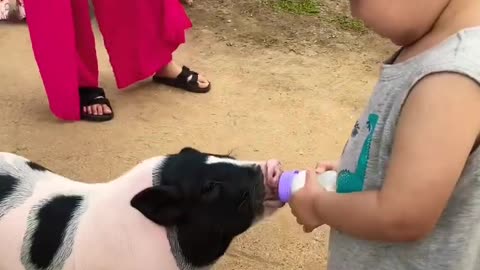 Pig Drinking baby milk #piglover #animalslovers #cutevideo