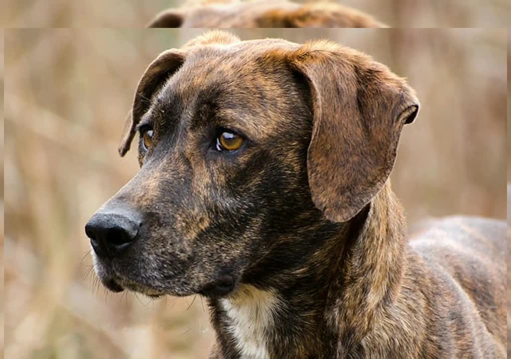CHEAPEST DOG BREEDS 5 The cheapest dog breed in the world