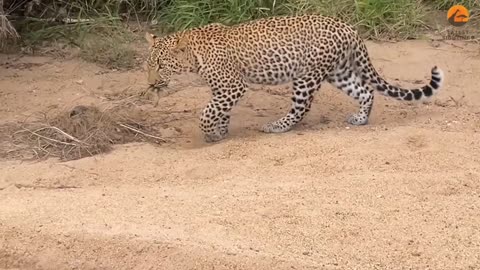 Small Bird Deceives Bigger Cheetah