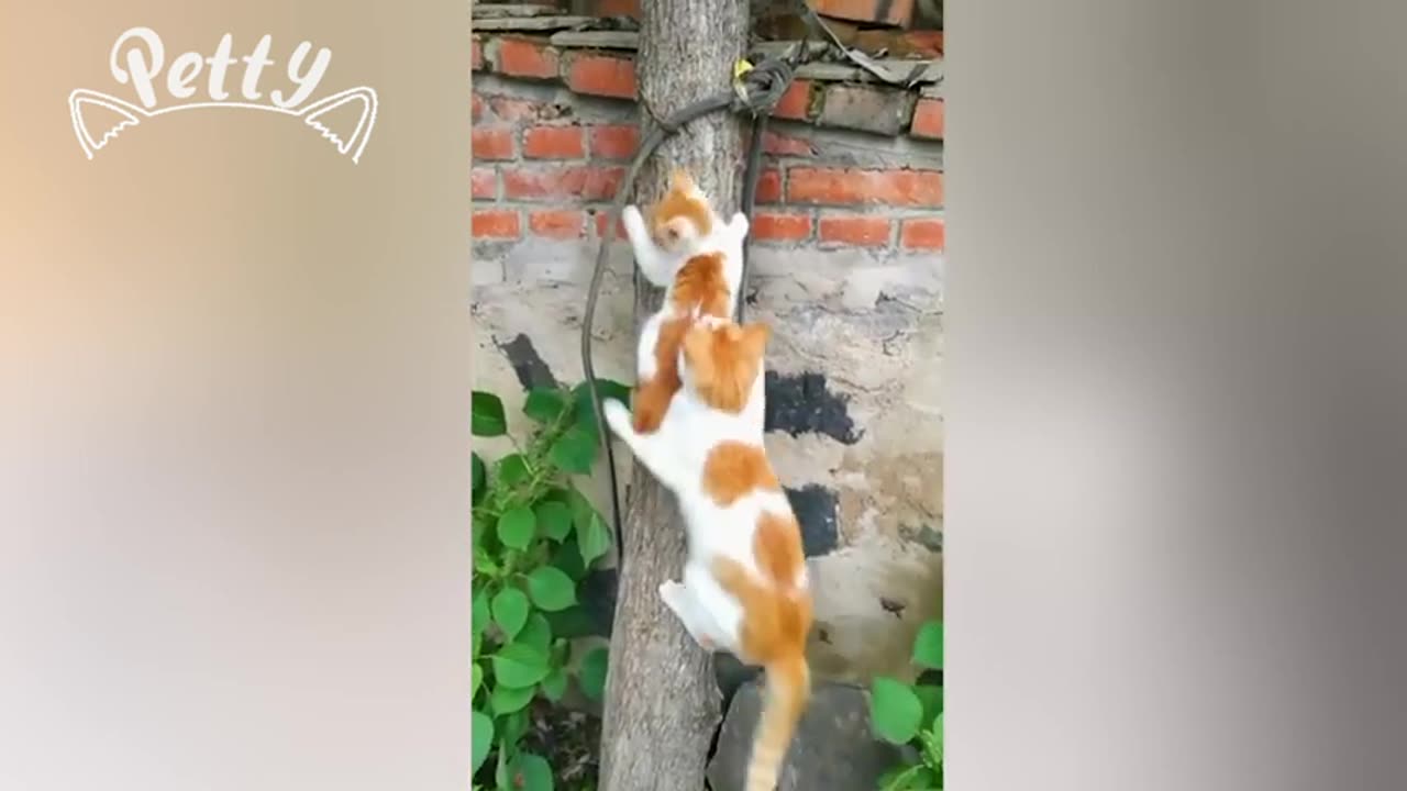 It's Not Easy Being A Mom 🤣 Funny young mom cat take care their kitten for the first time