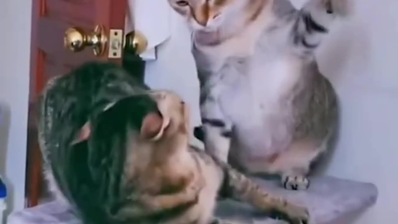 Funny dog and cats video . Try not to laugh