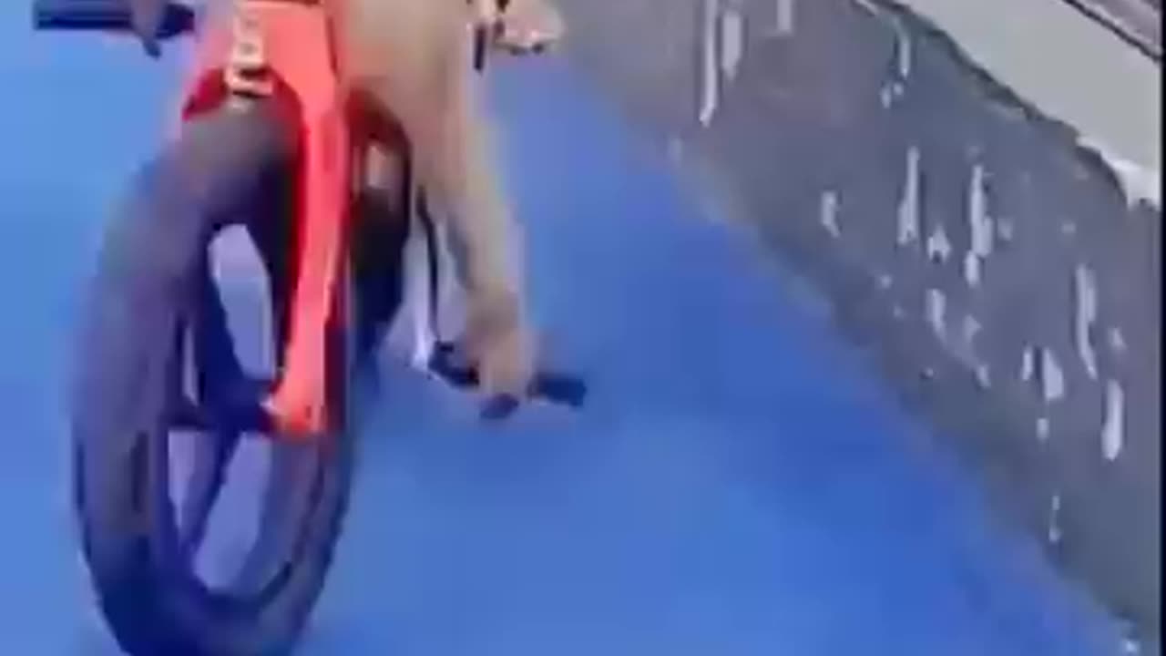 Funny monkeys๐๐
๐