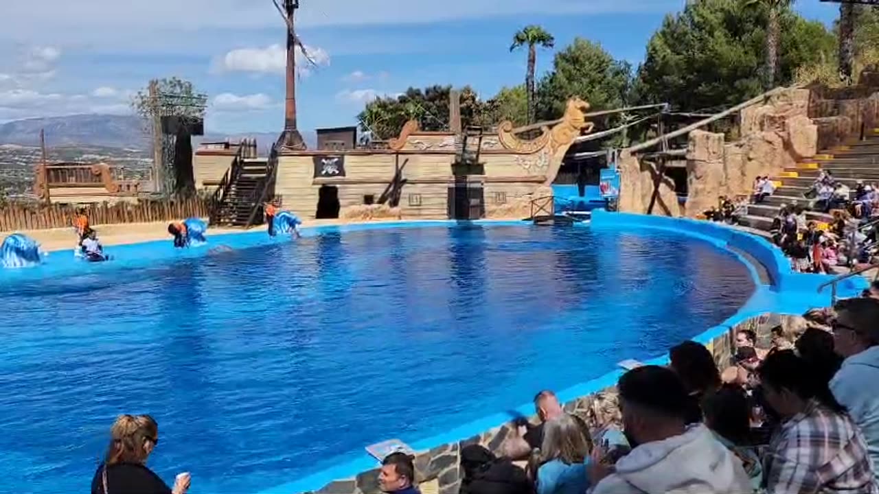 benidorm dolphins