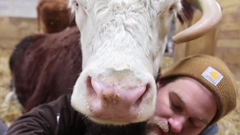 Cows are such loveable creatures