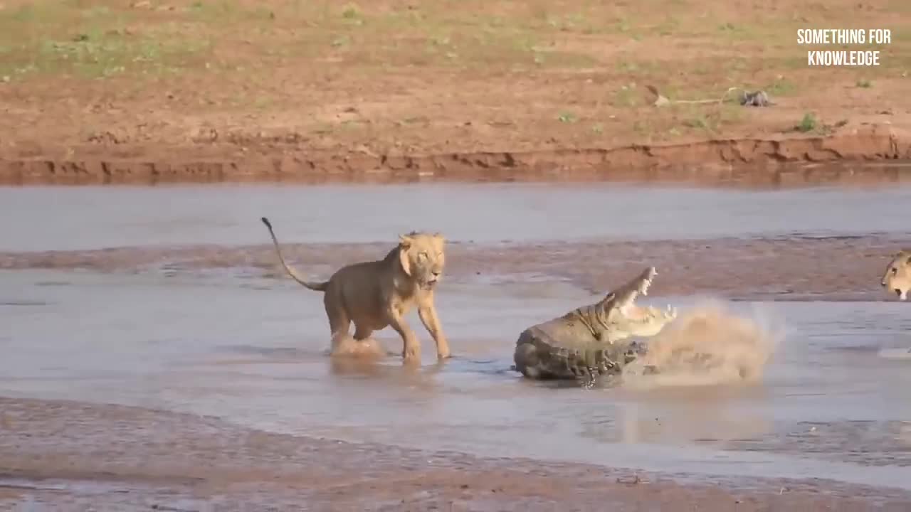 tyimals unexpected attack on human - animal attacb