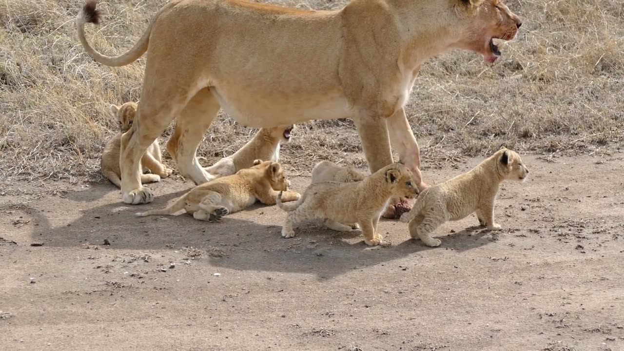 ADORABLE! SIX LION CUBS enjoy their first outdoor adventure