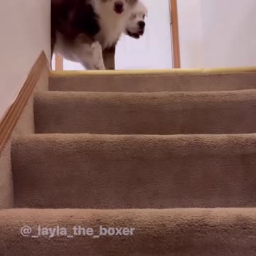 layla the boxer on rumble