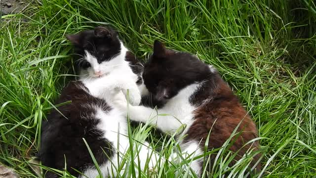 Funny cat !