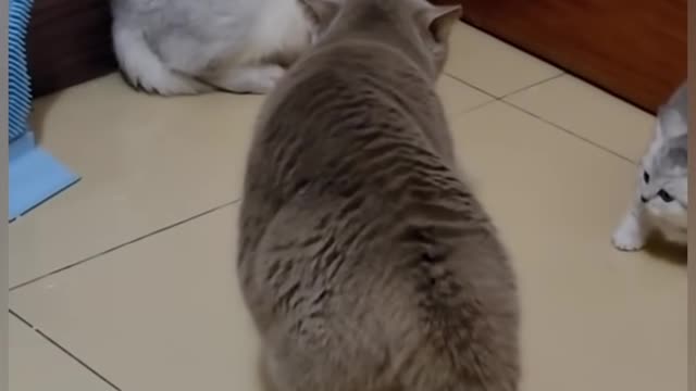 Cat is funny 🤣🤣😁