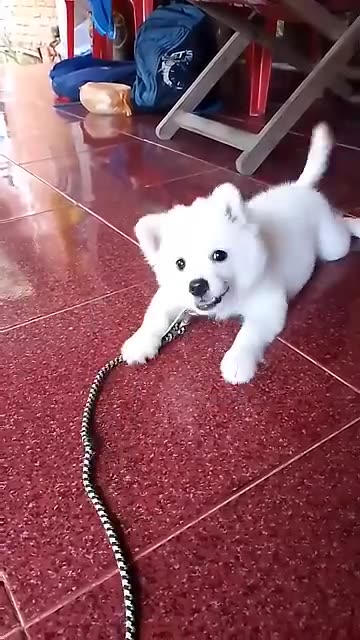 Cute puppy barking sound 😺🤗🤩 animals lovers
