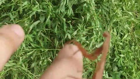 Brown Praying Mantis Chilling On Man's Hand