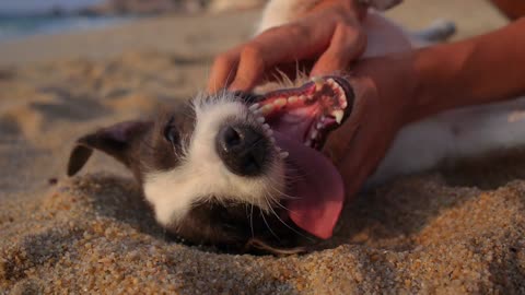 Dog funny video and dog laying on sand