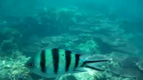 Beutiful reef snorkeling