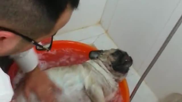 He cried when taking a bath for his died Puppy-friend. Best friendship!