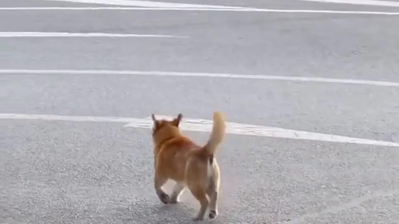 Have you ever seen a funny dog walk like this