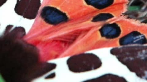 Discover The POISONOUS Tiger Garden Moth