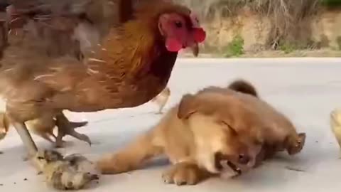 Chicken 🐔 attacking puppy for eating its egg