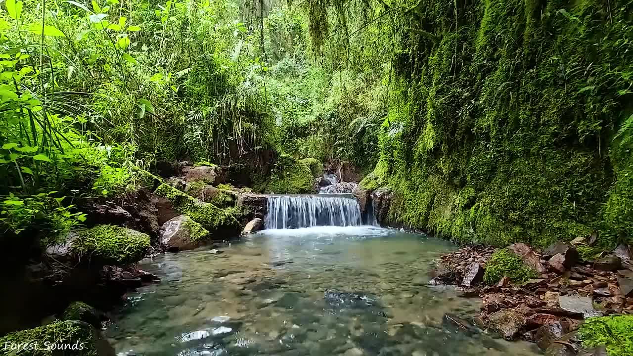 Relaxing sounds of the forest, birds, water