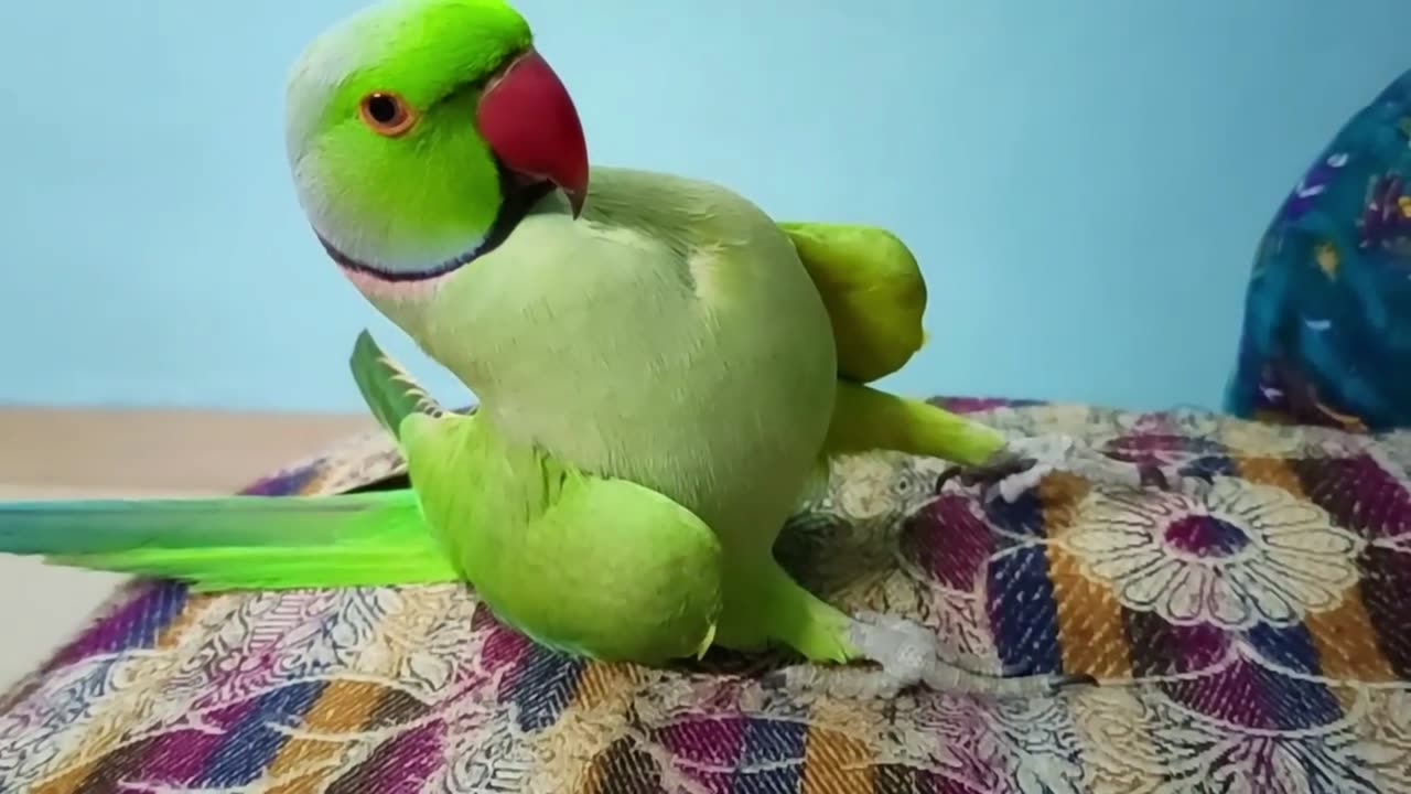 Pet Parrot